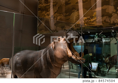 Hippo replica mount in Smithsonian Hippo replica mount in Smithsonian 84574504