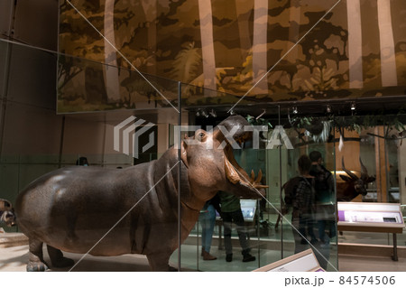 Hippo replica mount in Smithsonian 84574506