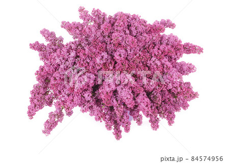 Purple lilac flowers 84574956