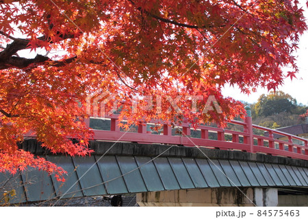 京都府宇治市　赤い橋とモミジの紅葉 84575463