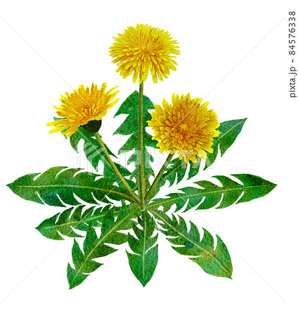 タンポポの花と葉っぱの水彩画イラストのイラスト素材