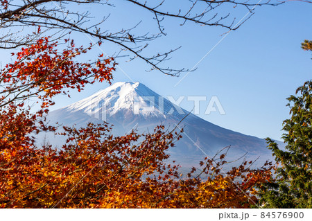 山梨県 新倉山浅間公園 富士山と紅葉 山梨県 新倉山浅間公園 富士山と紅葉 84576900