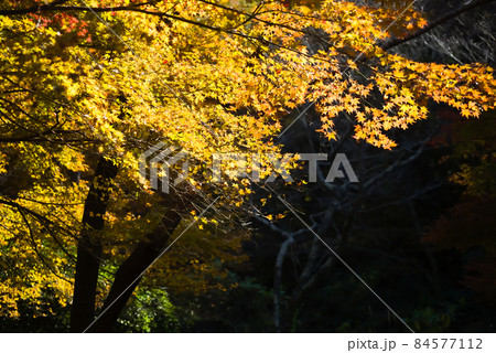 藺牟田池の紅葉 84577112