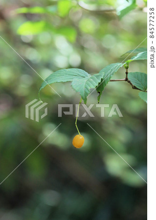 キミノオトコヨウゾメの実 84577258