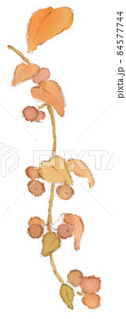 秋の草花：実を付けたヘクソカズラの水彩画イラスト 84577744