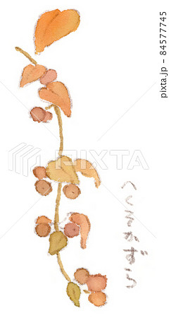 秋の草花：実を付けたヘクソカズラの水彩画イラスト 84577745