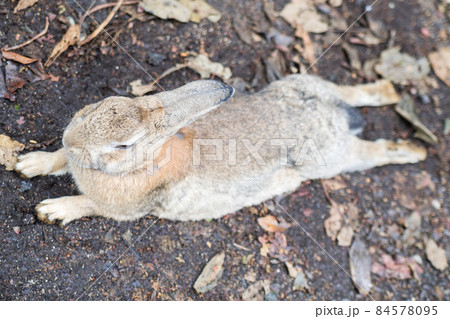 【大久野島】休暇村で寛ぐウサギさん 84578095