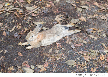 【大久野島】休暇村で寛ぐウサギさん 84578096