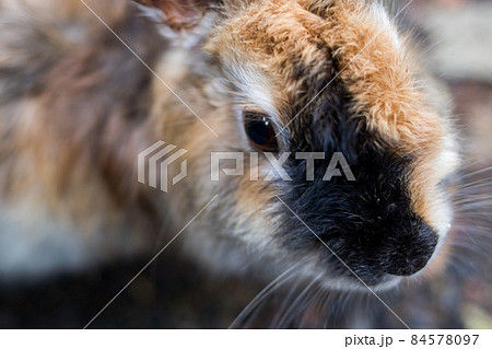 【大久野島】ウサギさんのアップ 84578097