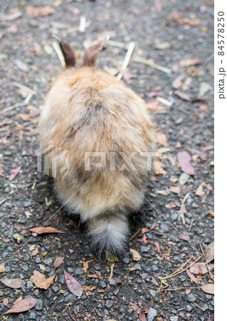 【大久野島】ウサギさんの後ろ姿 84578250
