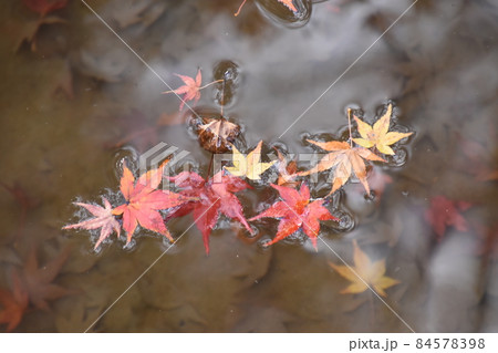 京都府立植物園 84578398