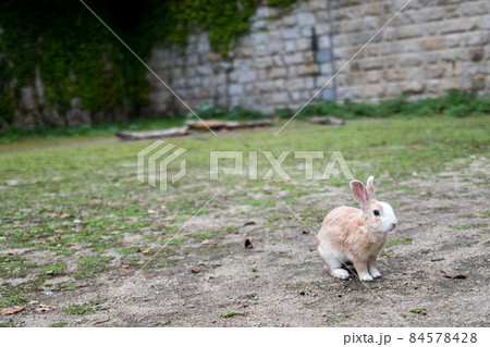 【大久野島】北部砲台跡とウサギさん 【大久野島】北部砲台跡とウサギさん 84578428
