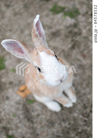 【大久野島】休暇村の可愛いウサギさん 84578532