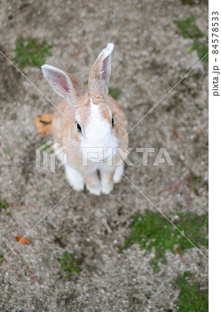 【大久野島】休暇村の可愛いウサギさん 84578533