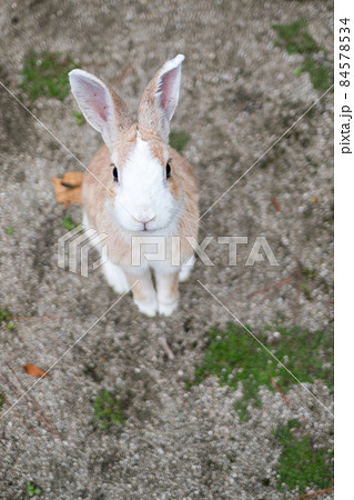 【大久野島】休暇村の可愛いウサギさん 84578534