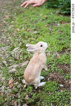 【大久野島】休暇村の可愛いウサギさん 84578826