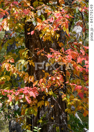 ツタウルシの紅葉 84579149