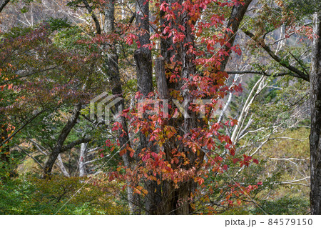 ツタウルシの紅葉 ツタウルシの紅葉 84579150