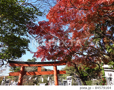 鶴岡八幡宮 Tsurugaoka Hachimangu Shrine 鶴岡八幡宮 Tsurugaoka Hachimangu Shrine 84579164