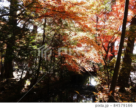 鶴岡八幡宮 Tsurugaoka Hachimangu Shrine 鶴岡八幡宮 Tsurugaoka Hachimangu Shrine 84579166