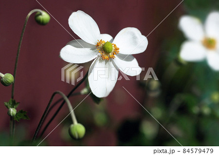 咲き始めた秋明菊 白くて一重咲きの花 咲き始めた秋明菊 白くて一重咲きの花 84579479