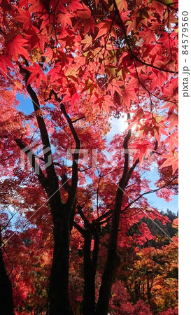四国八十八ヶ所霊場第88番札所大窪寺(結願寺)の紅葉【香川県さぬき市多和】 四国八十八ヶ所霊場第88番札所大窪寺(結願寺)の紅葉【香川県さぬき市多和】 84579560