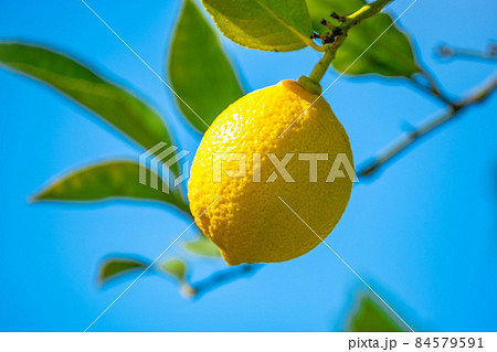 無農薬栽培の国産レモン 無農薬栽培の国産レモン 84579591