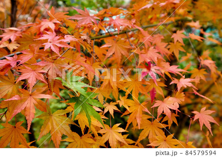 【京都】禅林寺の紅葉(秋) 【京都】禅林寺の紅葉(秋) 84579594