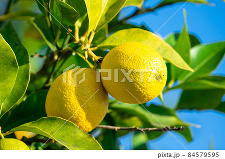 無農薬栽培の国産レモン 84579595