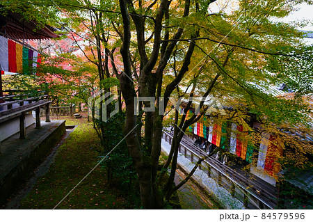 【京都】禅林寺の紅葉（秋） 84579596