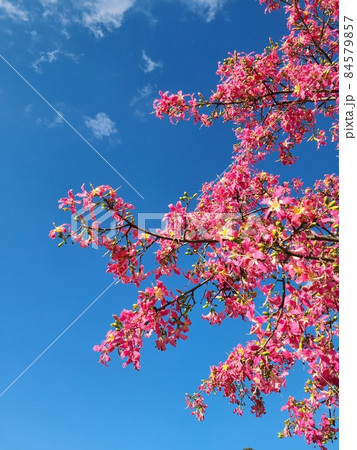 ピンク色の花と空 84579857