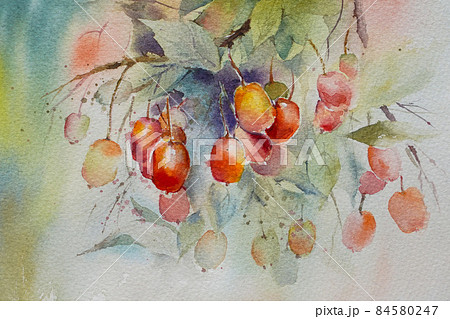ぐみ 水彩画 植物画 ぐみ 水彩画 植物画 84580247