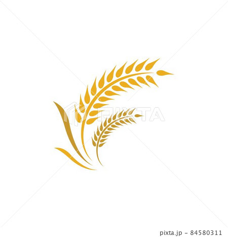 Wheat logo vector icon 84580311