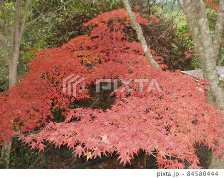 紅葉がのコントラストが美しい 84580444