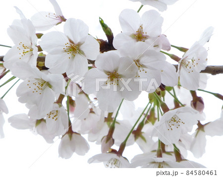 満開の桜 84580461