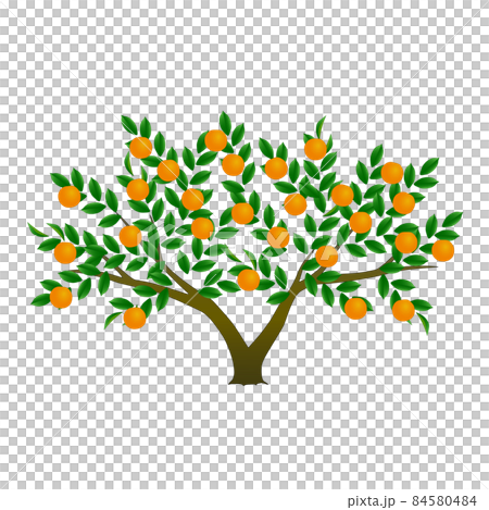 一棵結果子的橙樹 84580484