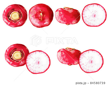 手描き水彩の蕪ワンポイントラインセット 手描き水彩の蕪ワンポイントラインセット 84580739