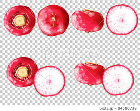 手描き水彩の蕪ワンポイントラインセット 手描き水彩の蕪ワンポイントラインセット 84580739