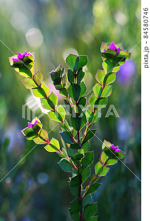 Pink flowers and unusual backlit foliage of the Australian Native Rose, Boronia serrulata, family Rutaceae, growing in moist heath in Sydney, NSW Pink flowers and unusual backlit foliage of the Australian Native Rose, Boronia serrulata, family Rutaceae, growing in moist heath in Sydney, NSW 84580746