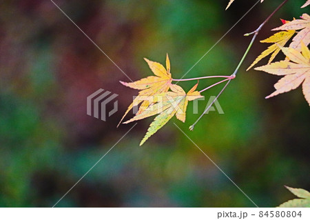 モミジ 84580804