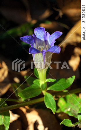 林の落ち葉の中で咲く秋の山野草リンドウ 林の落ち葉の中で咲く秋の山野草リンドウ 84580815