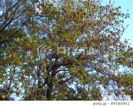 イイギリ 84580901