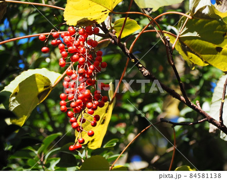 イイギリ 84581138