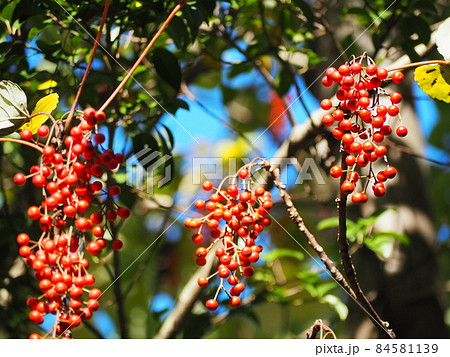 イイギリ 84581139