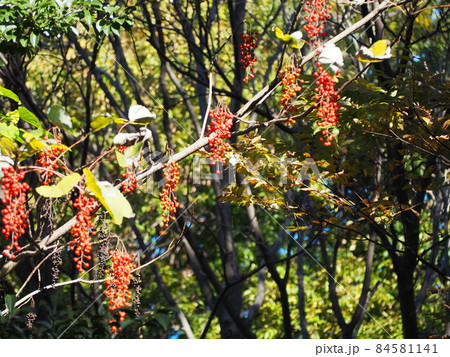 イイギリ 84581141