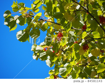 イイギリ 84581143