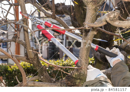 太枝切鋏で剪定作業  84581157