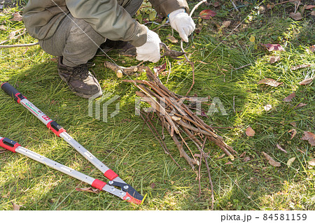 太枝切鋏で剪定作業  84581159
