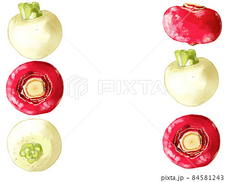 手描き水彩の白蕪と赤蕪イラスト長方形フレーム・左右 84581243