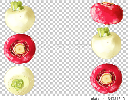 手描き水彩の白蕪と赤蕪イラスト長方形フレーム・左右 84581243